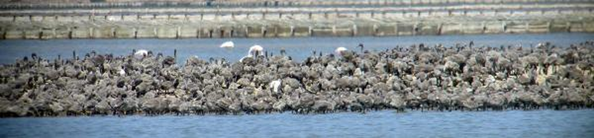 Kuş Cennetinde 6 Bin Flamingo Yavrusu