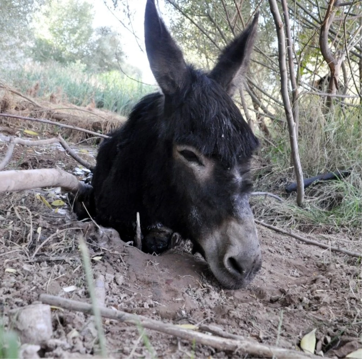 Ayakları Bağlanıp Ölüme Terk Edilen Eşeğe Fizik Tedavisi