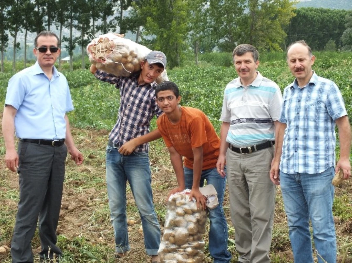 Patates, Üreticinin Yüzünü Güldürüyor