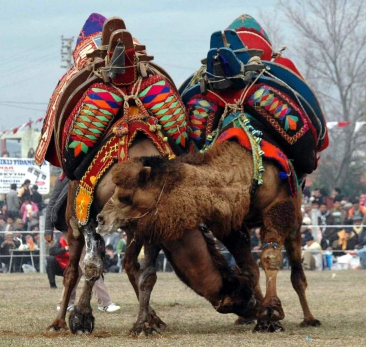 Şampiyon Develer Arenaya İniyor