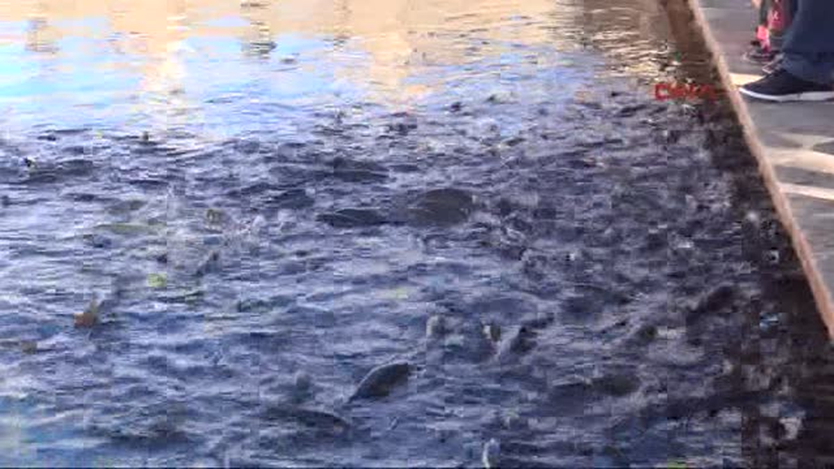 Şanlıurfa\'da Kaçak Balık Yemleri İmha Edildi