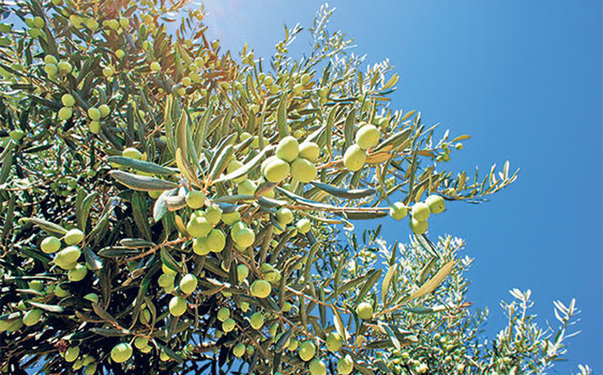 Zeytincilik Sektöründen \'Zeytin Bahçelerine Dokunulmasın\' Talebi