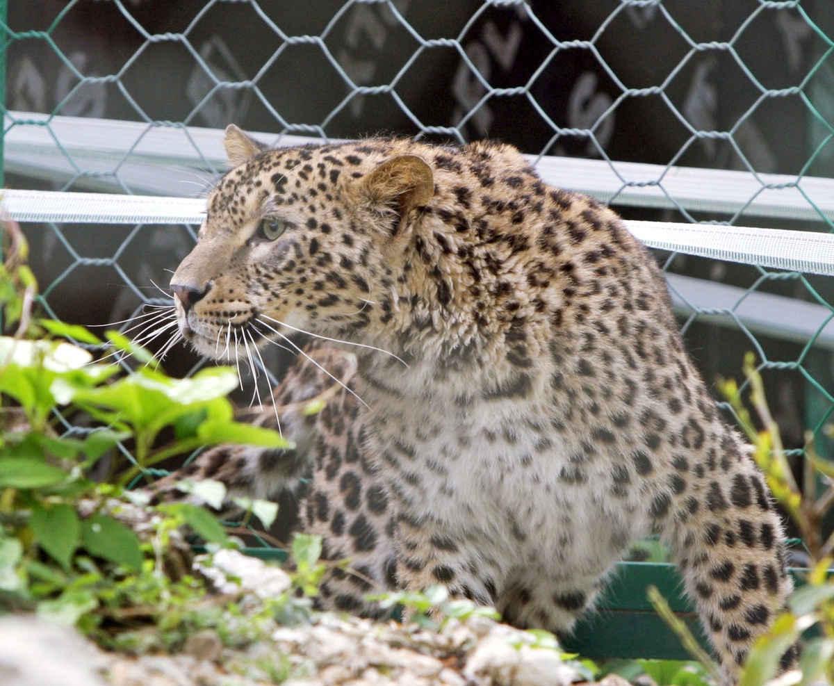Kafkas Leoparları İçin Pedal Çeviriyorlar