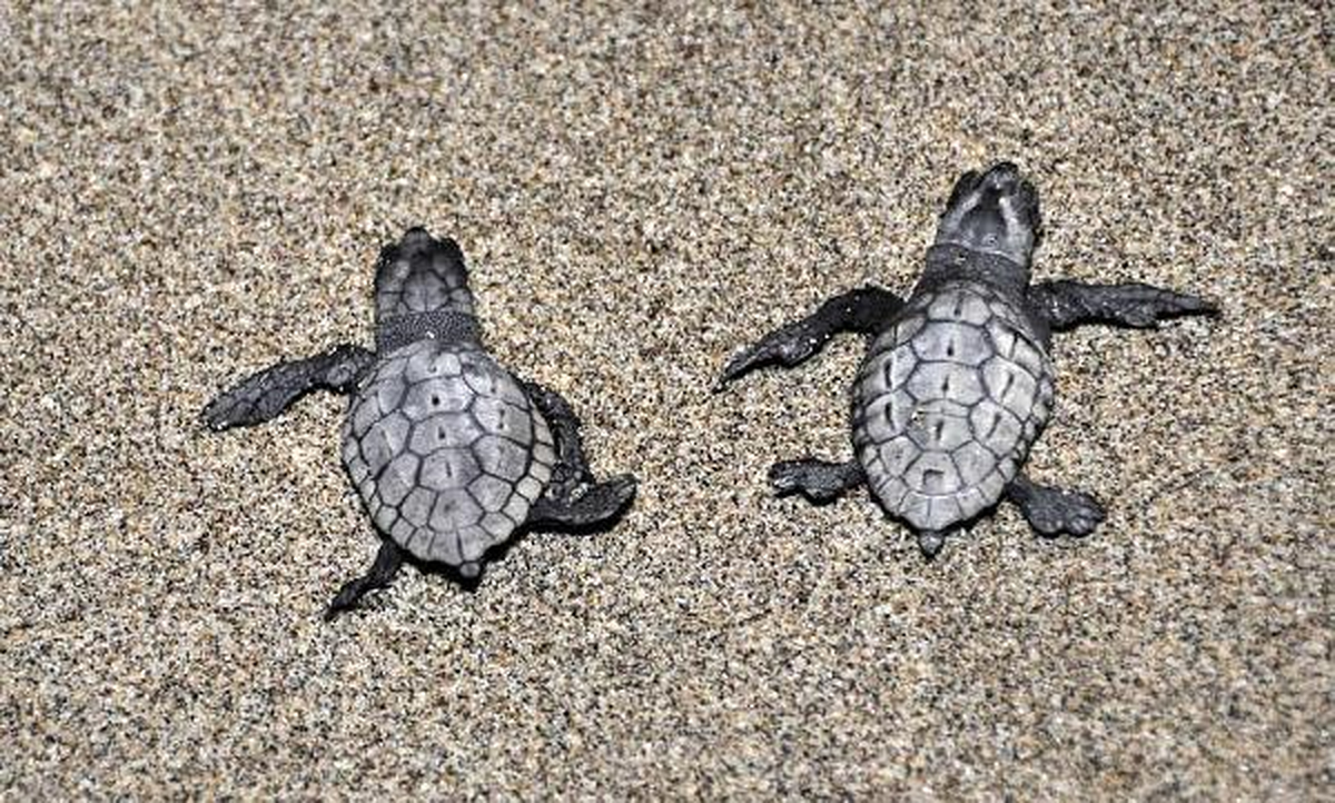 Bakanlıktan Caretta Carettalara Özel Koruma