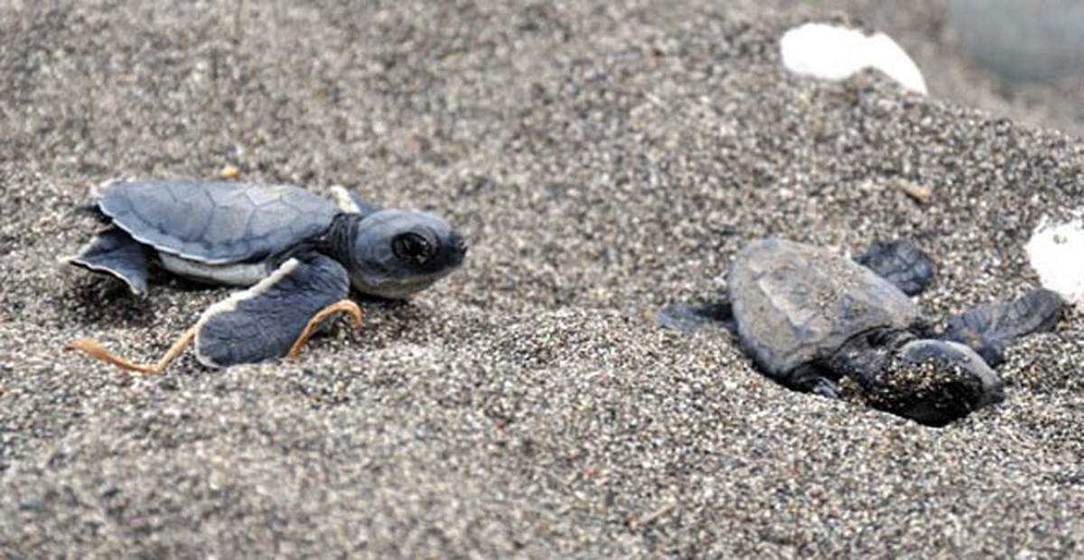 Bakanlıktan Caretta Carettalara Üst Düzey Koruma