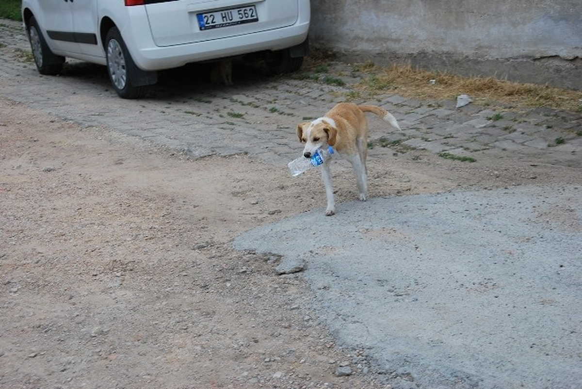 Çevreci Köpek