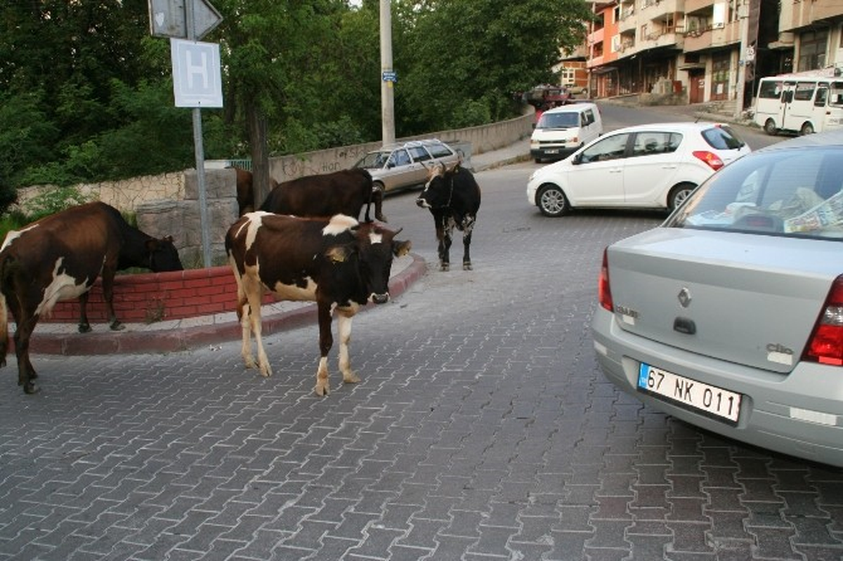 Devrek\'te Sokaklara Bırakılan Başıboş Büyükbaş Hayvanlar Tehlikeye Davetiye Çıkartıyor
