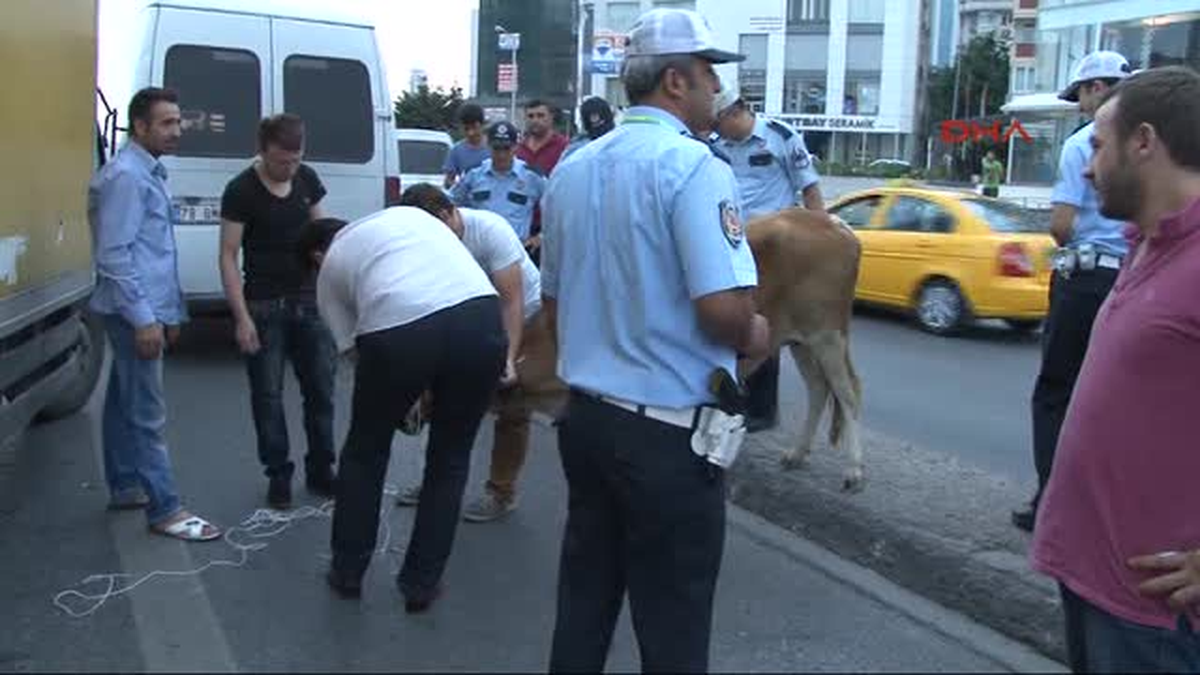 Düve Kaçtı, Polis Kovaladı