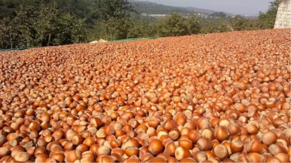 Fındıkta Rekolte Tespitleri