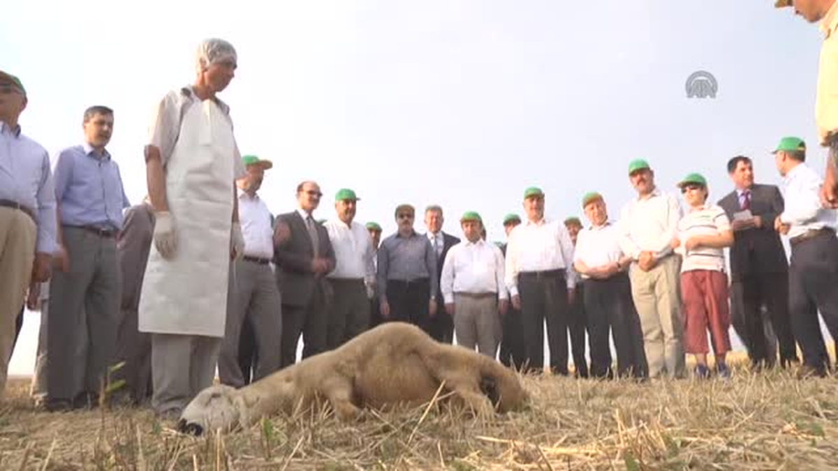 TİGEM Hasat Bayramı -