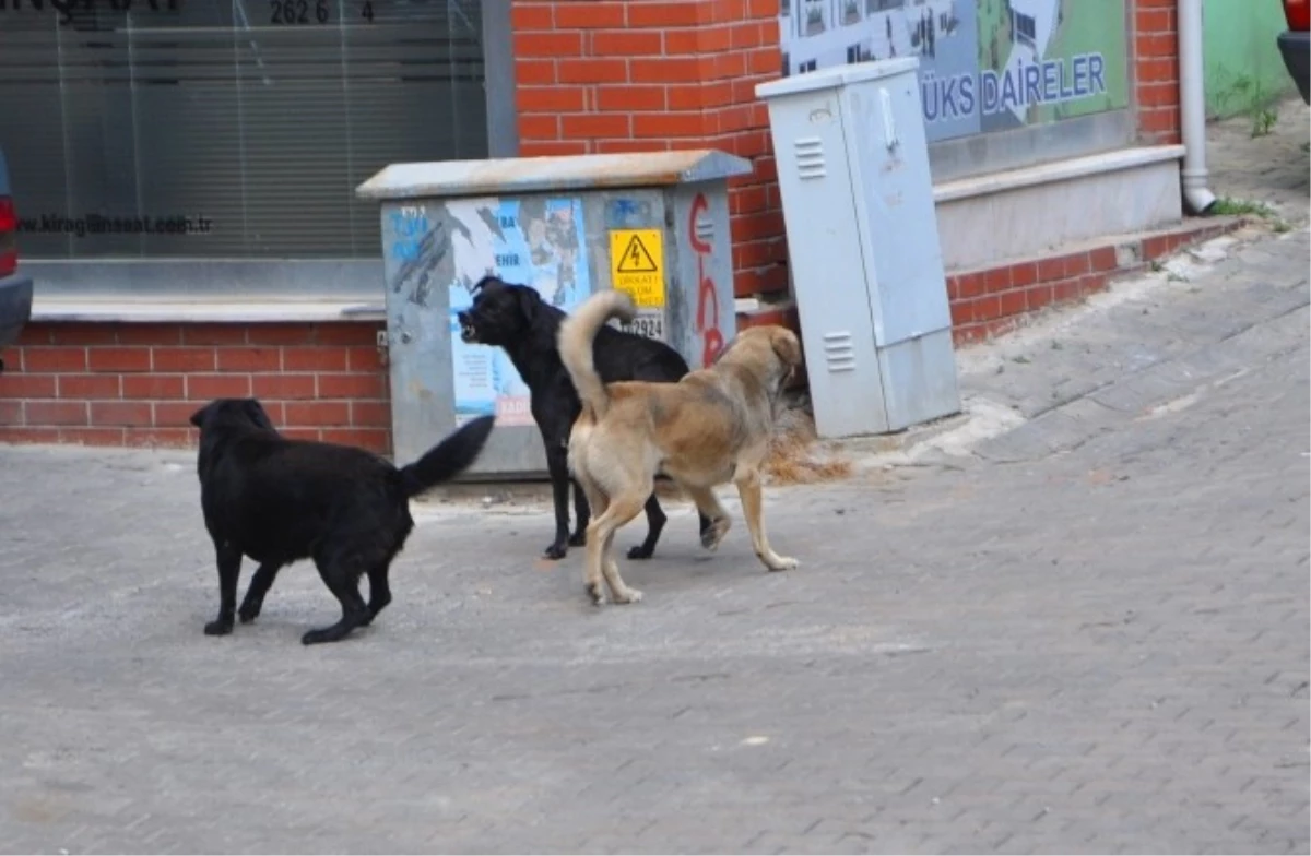 Süleymanpaşa\'da Vatandaş Başıboş Köpeklerden Şikayetçi