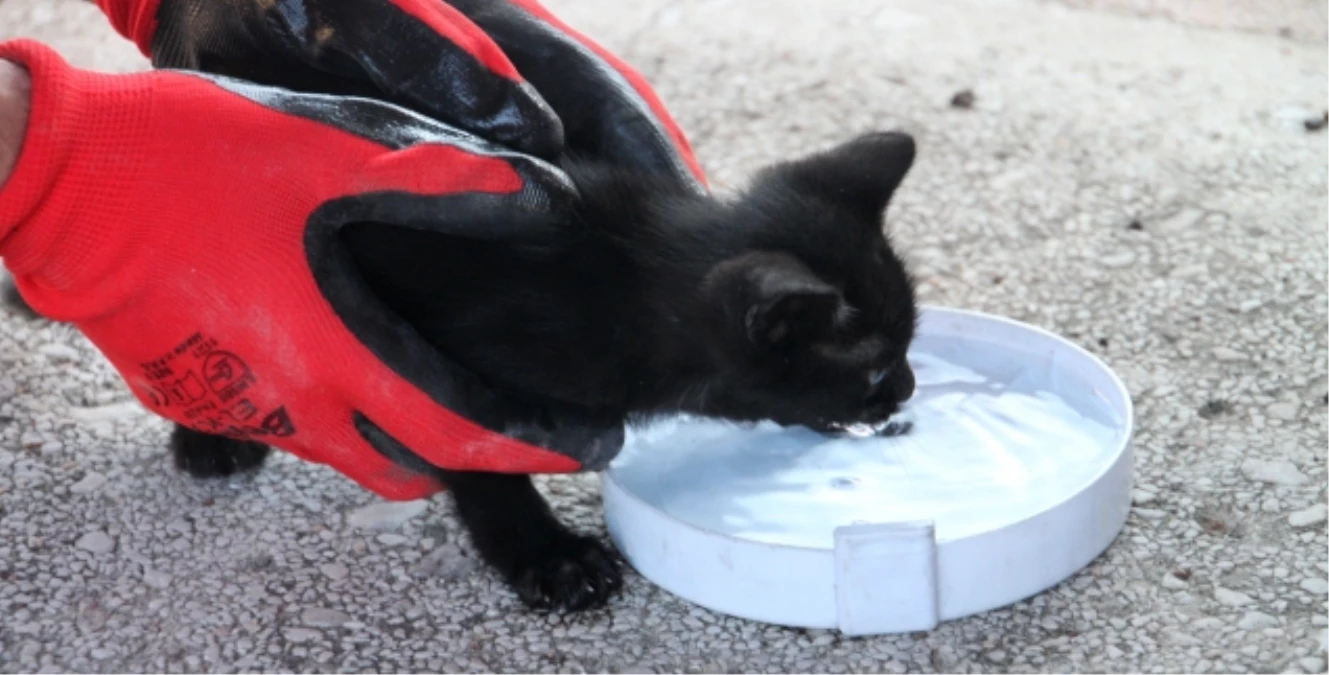 Yağmur Suyu Tahliye Borusuna Giren Kedi Çıkartıldı