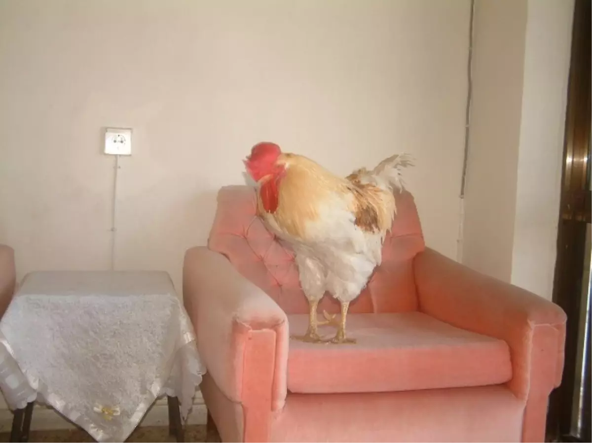 Burhaniye\'deki Horoz Evin İnsanı Gibi Oldu