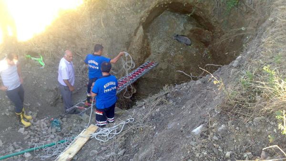 Cukura Düşen Yavru Domuz İçin Seferberlik