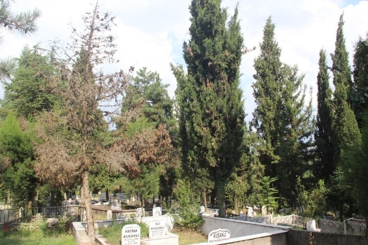 Eski Başkan Çavdaroğlu, Mezarlıktaki Ağaçların 5 Yıla Kadar Kuruyup Yok Olacağını İddia Etti