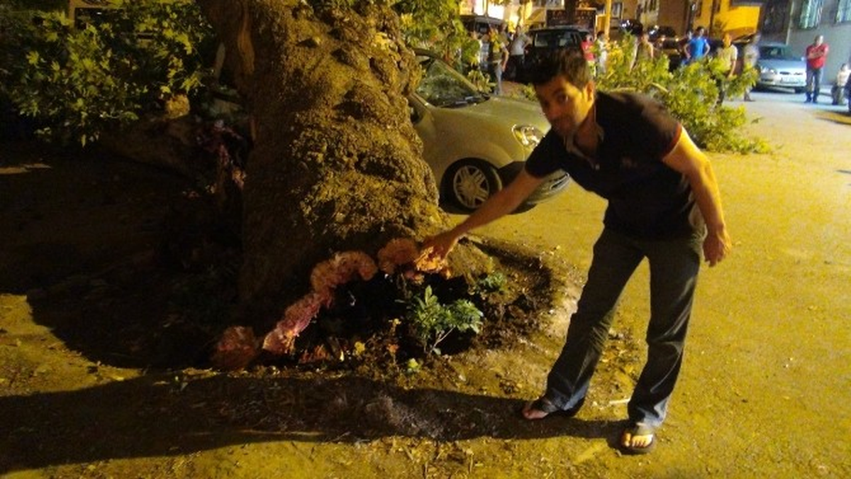 Manisa\'da Asırlık Çınar Ağacı Otomobilin Üstüne Devrildi