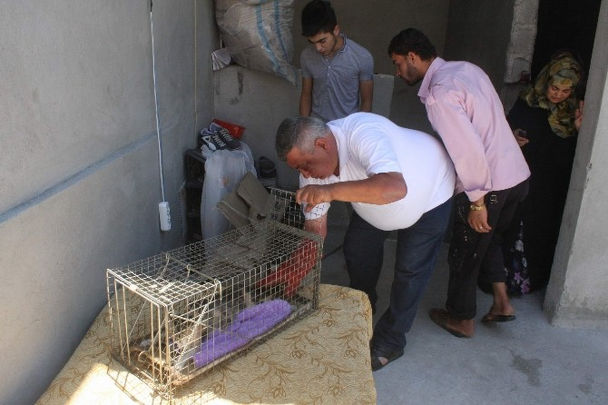 Tekir Sakat Haliyle Yavrularına Bakıyor