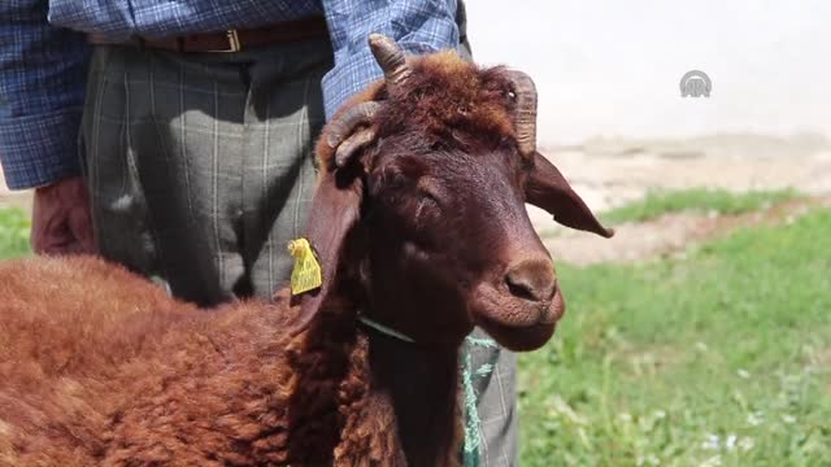 5 Boynuzlu Koyun İlgi Odağı Oldu