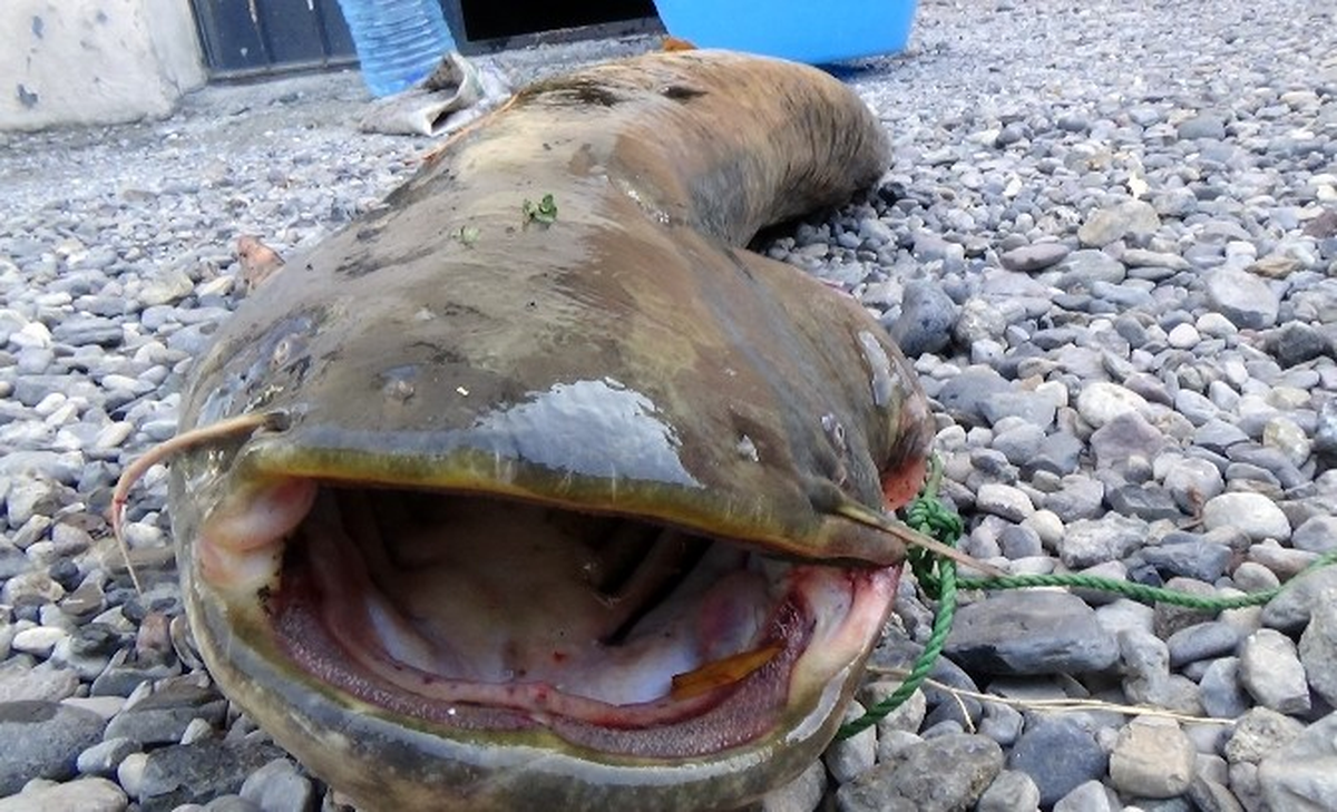 Kars\'ta 40 Kilogramlık Yayın Balığı Yakalandı