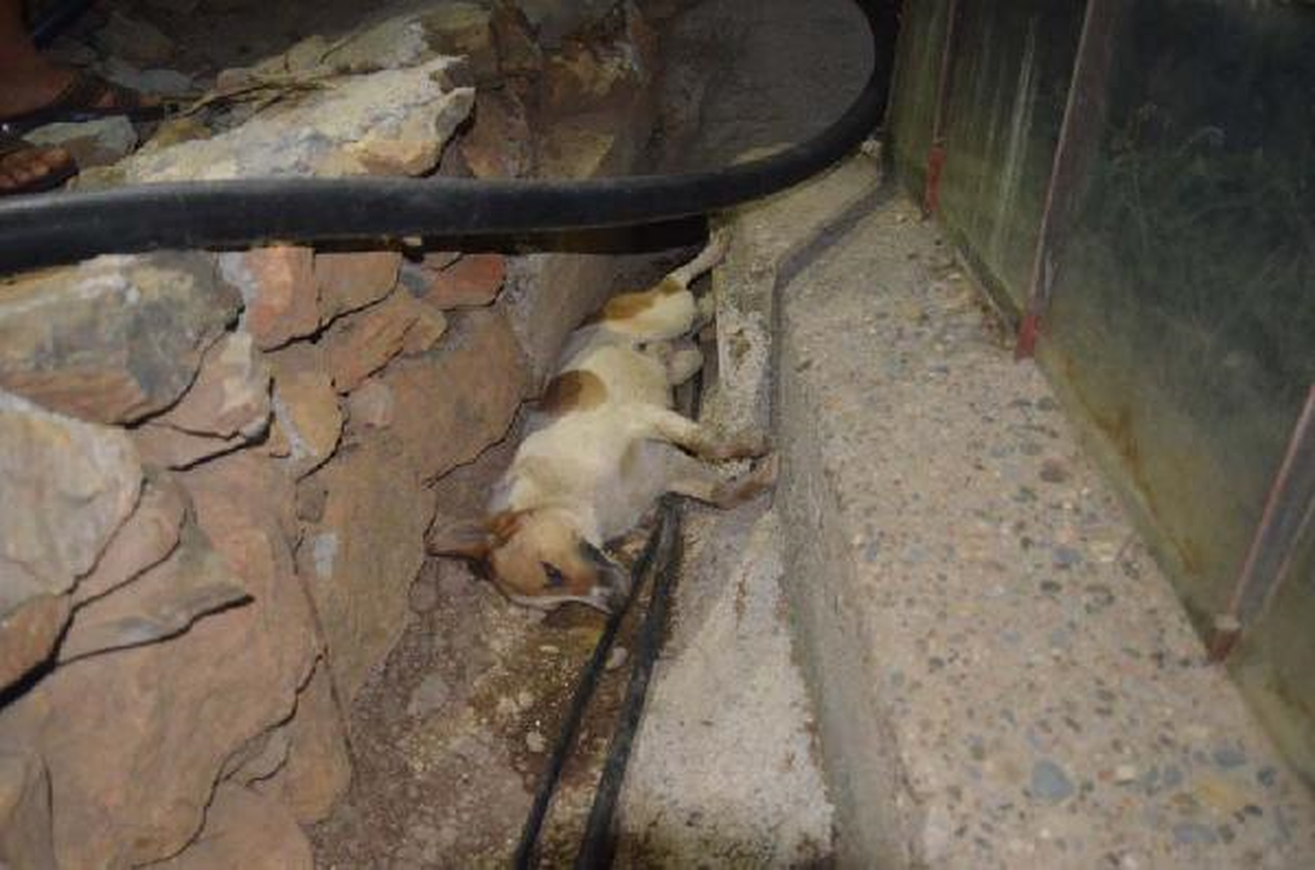 Mersin\'de Kedi ve Köpekleri Zehirlediler