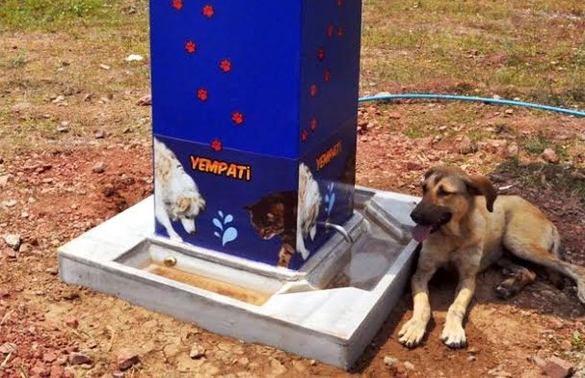 Sokak Hayvanları Aç ve Susuz Kalmıyor