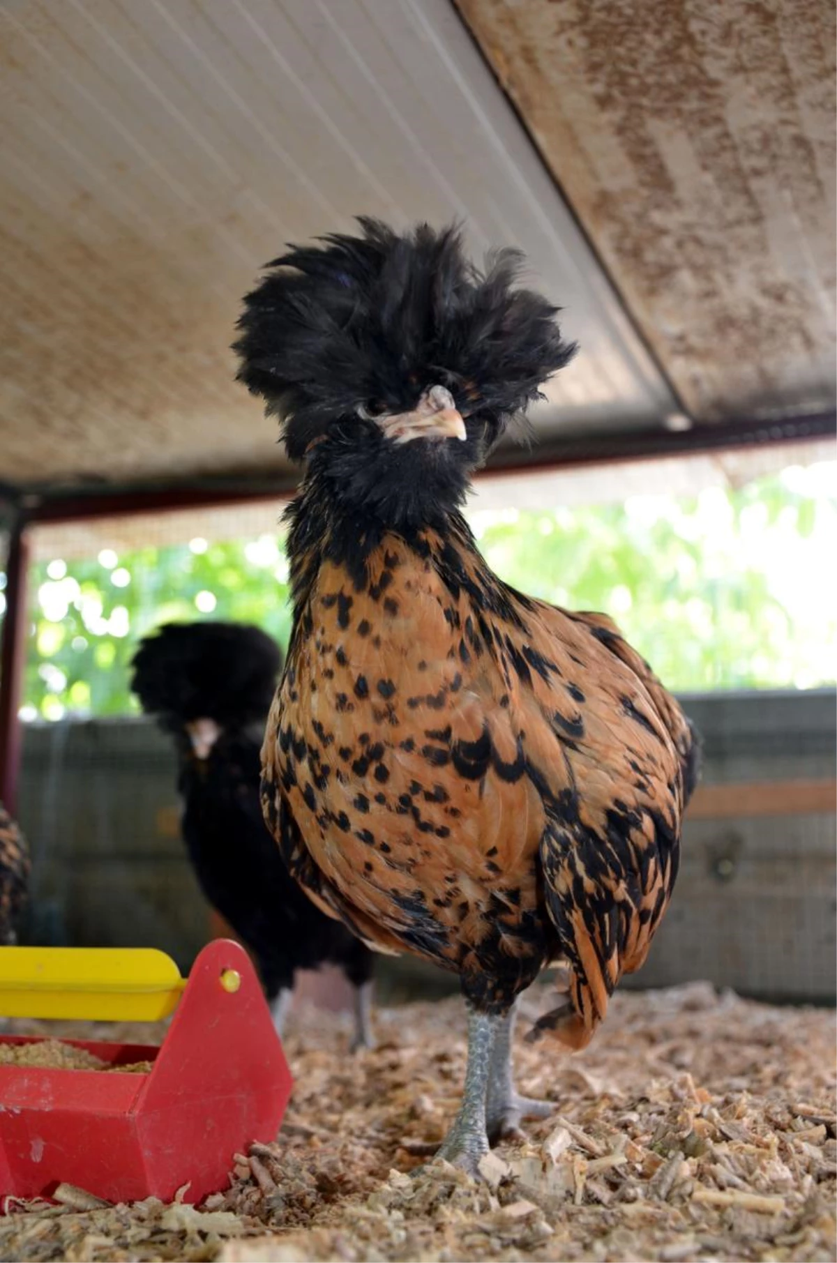 Burdur\'da Uluslararası Tavuk Kümesi Oluşturdu