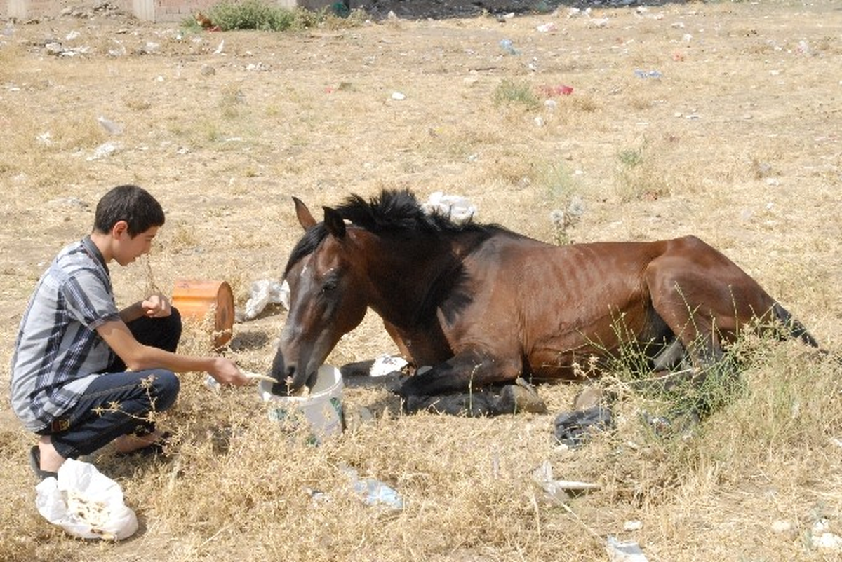 Ergani\'de Vatandaşlar Yaralı At İçin Yardım Bekliyor