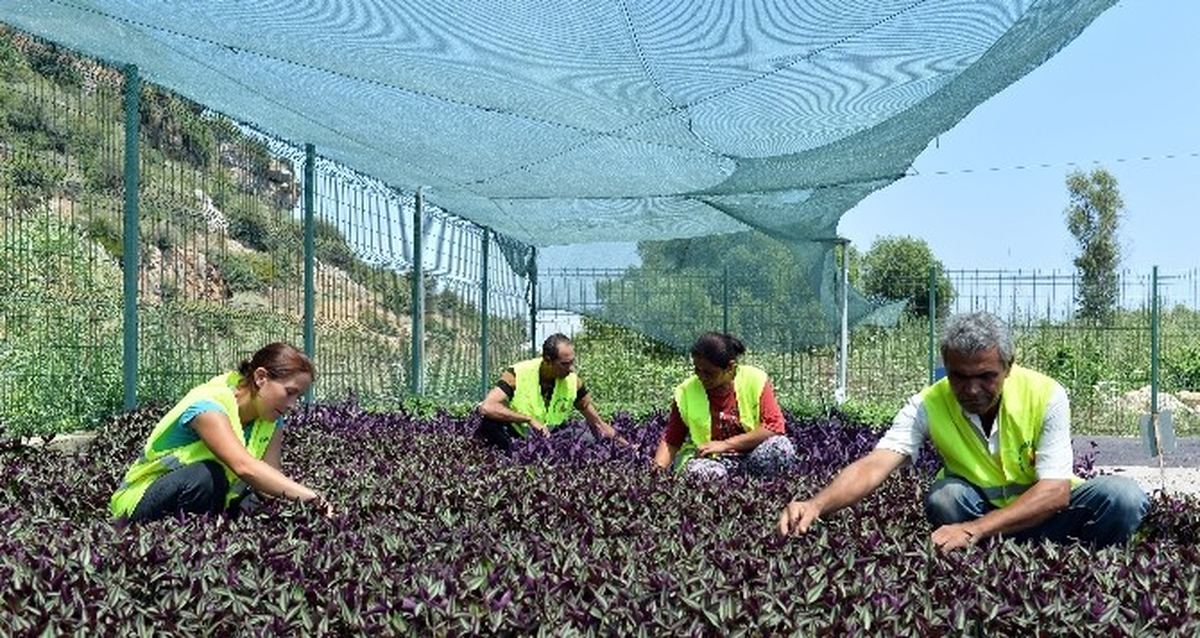 Yılda İki Milyon Adet Mevsimlik Bitki Yetiştirilecek