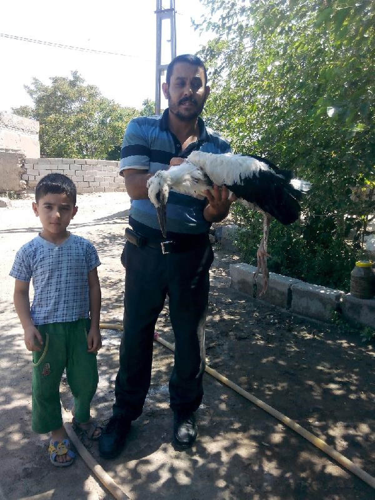 Yuvadan Düşen Yavru Leylek Tedavi Altına Alındı