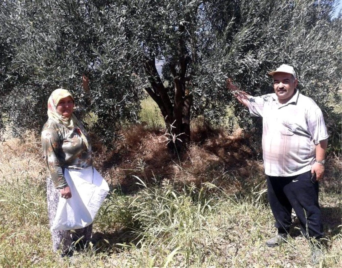 Zeytincilik Sektörü Rahat Bir Nefes Aldı