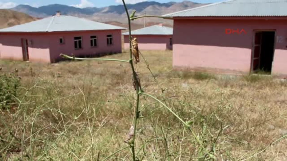 Erzurum\'un Oltu İlçesinin Topkaynak Mahallesini Çekirgeler İstila Etti.