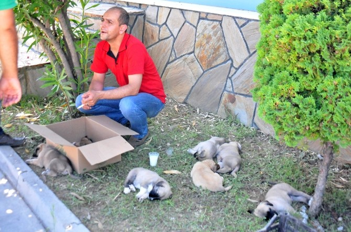 Kamyon Kasasına Doldurulan Köpekler Öldü