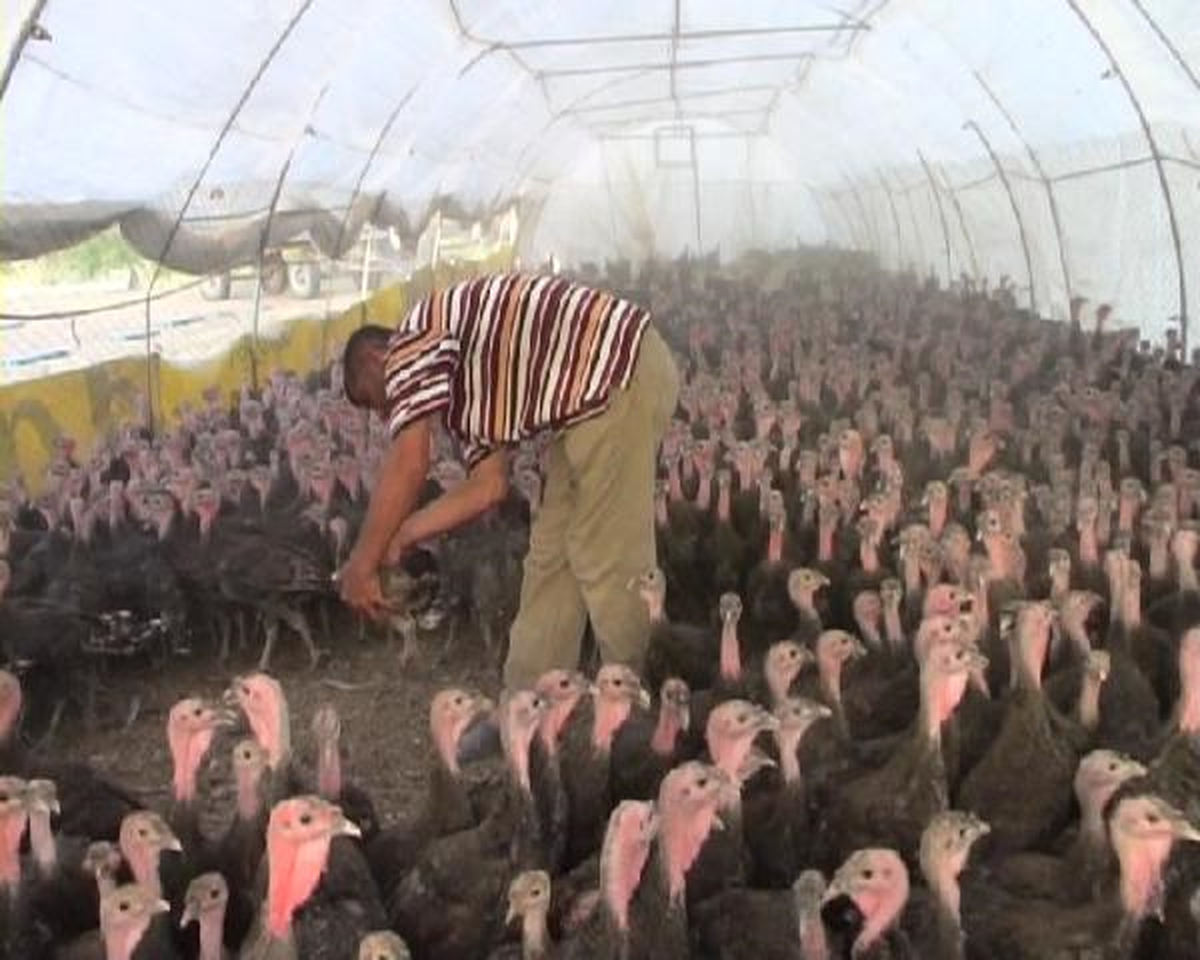 Çiftlikte 2500 Hindiye Çobanlık Yapıyor