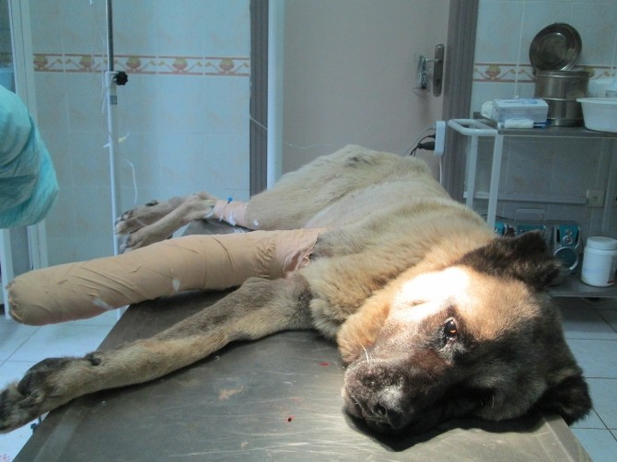 Maganda Kurşunu Köpeği Öldürüyordu