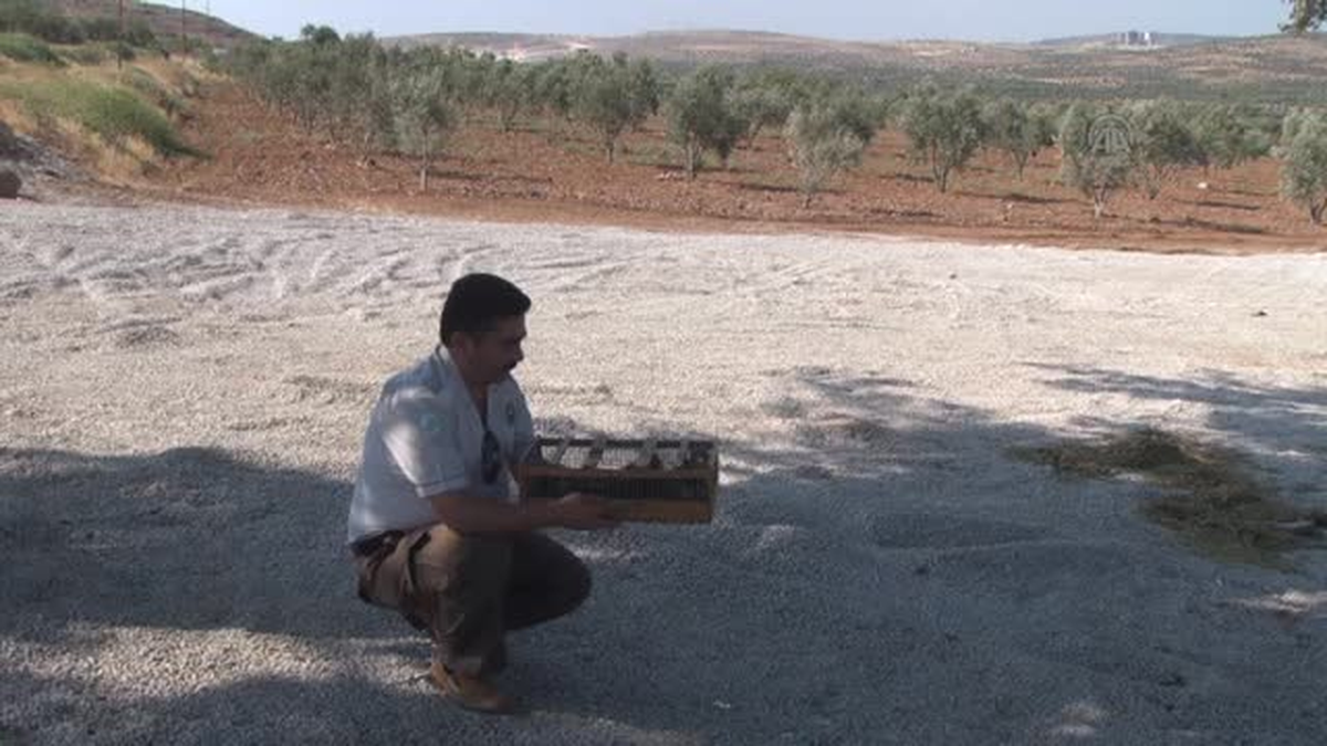 Saka Kuşları Doğaya Bırakıldı