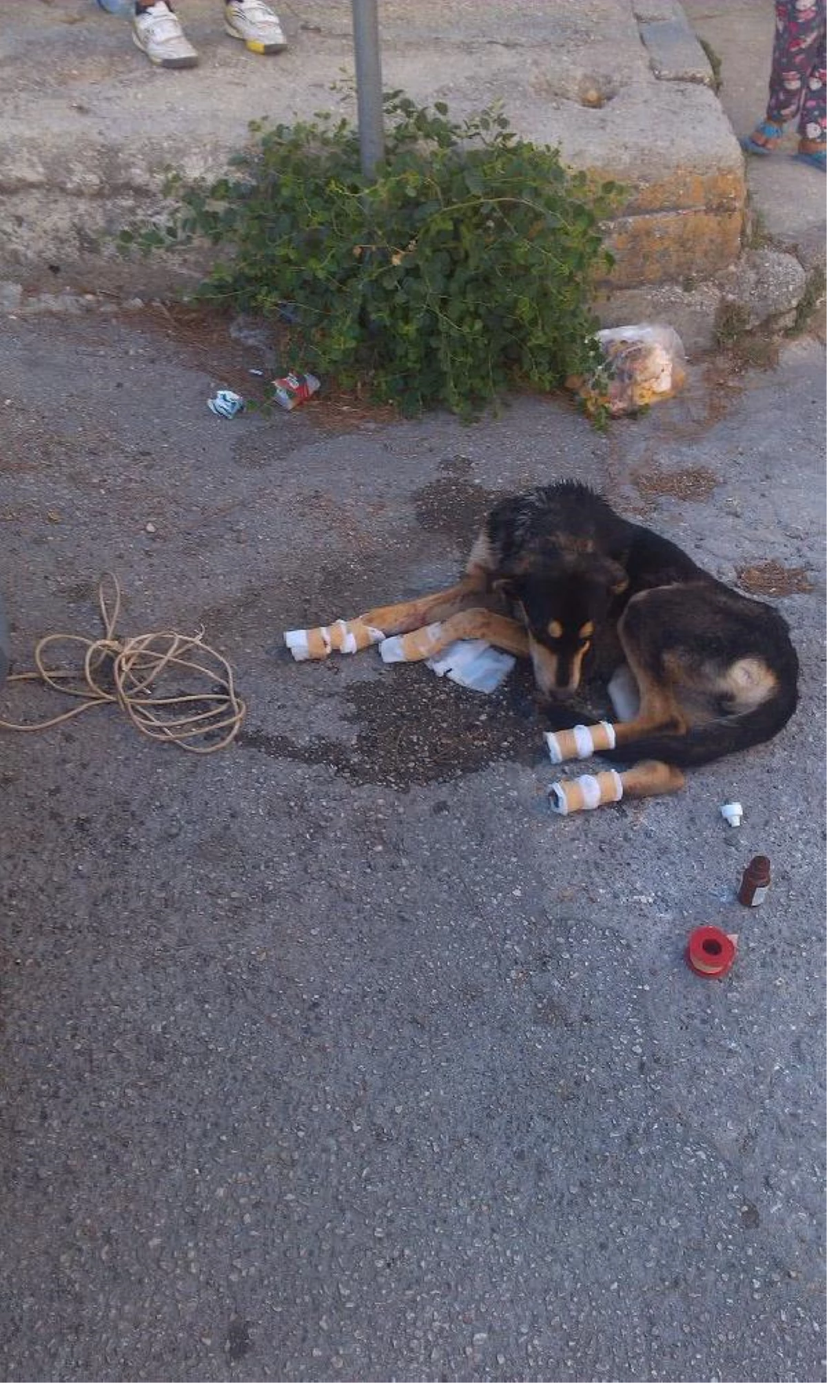 Suriyelinin Köpeğe İşkencesi Güvenlik Kamerasında