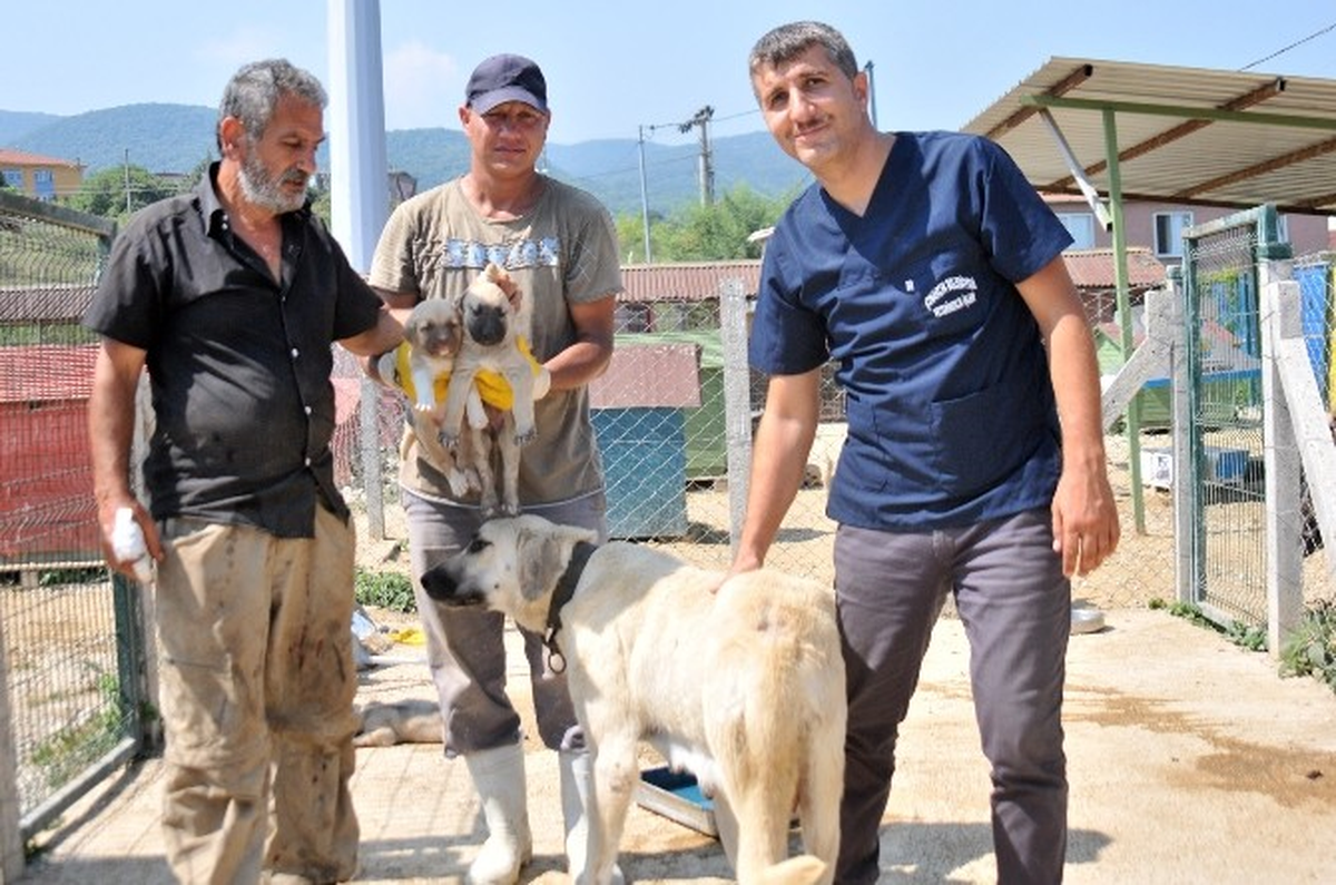 Yalova\'da Ölümden Dönen Köpekler Tedavi Altına Alındı