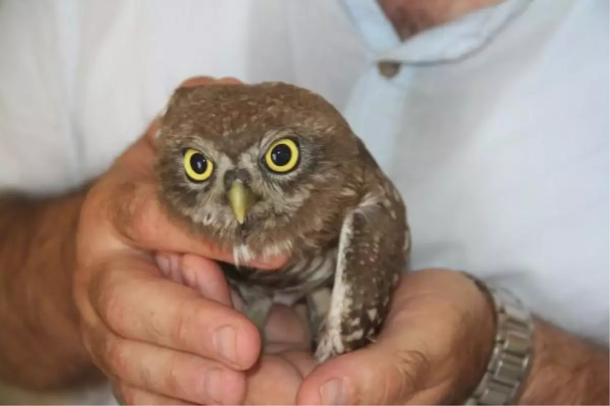 Yaralı Yavru Baykuşu İşçiler Kurtardı