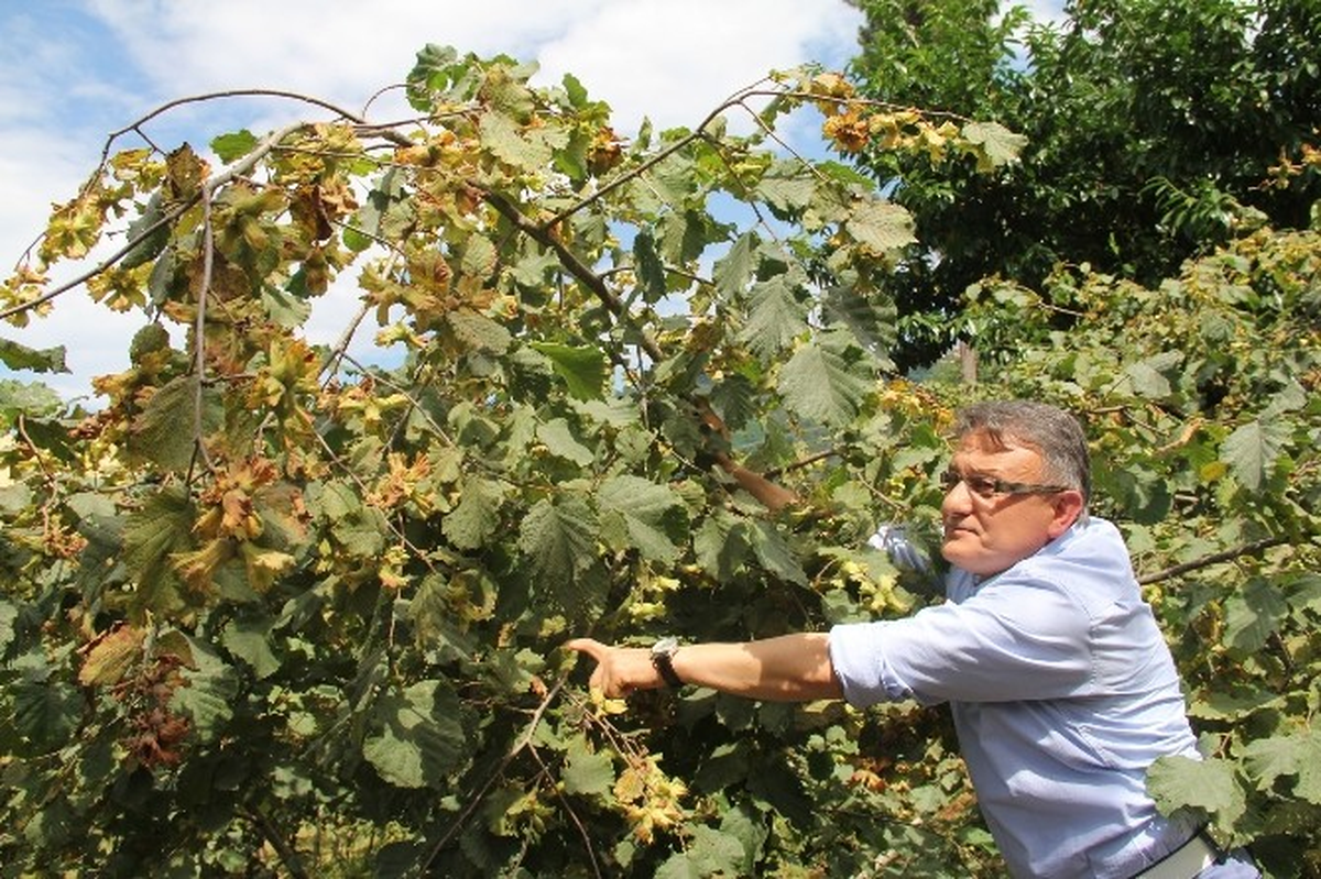 Fındıkta 2014 Yılı Hasat Tarihleri Açıklandı