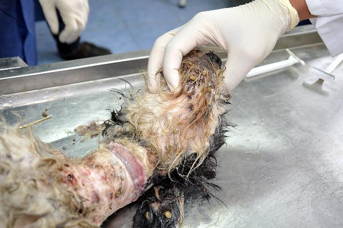 Boynundan Yaralanan Köpek Tedavi Altına Alındı