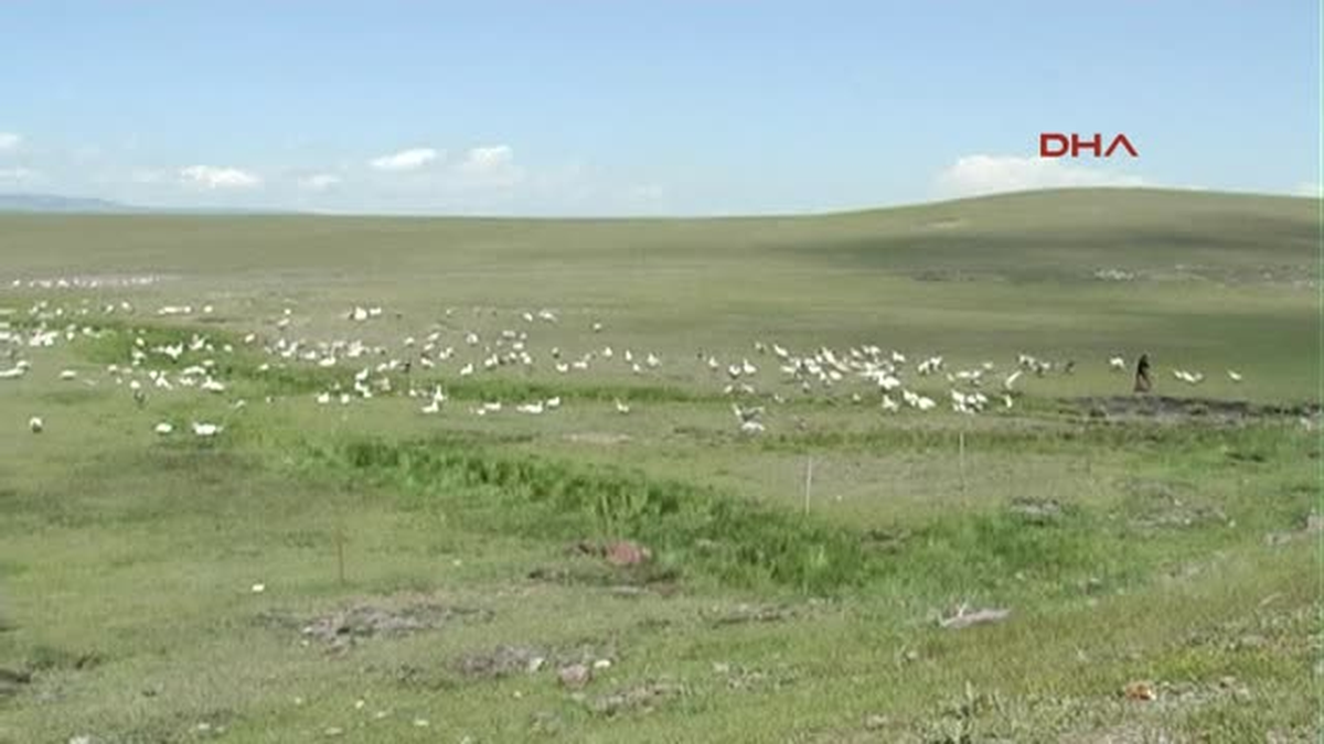 Kars\'ta Yetiştirilen Kazlar İstanbul\'da Satılıyor