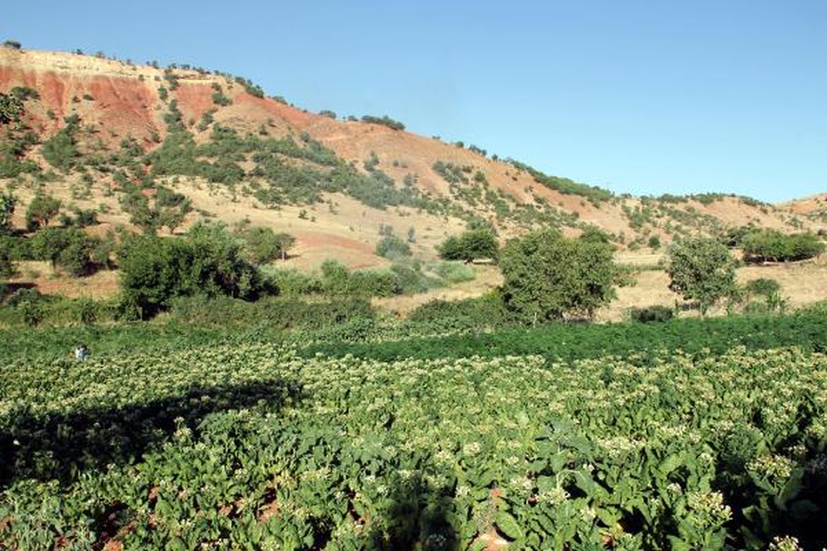Kenevir Ekimine İlk Tutuklama Kararı Geldi