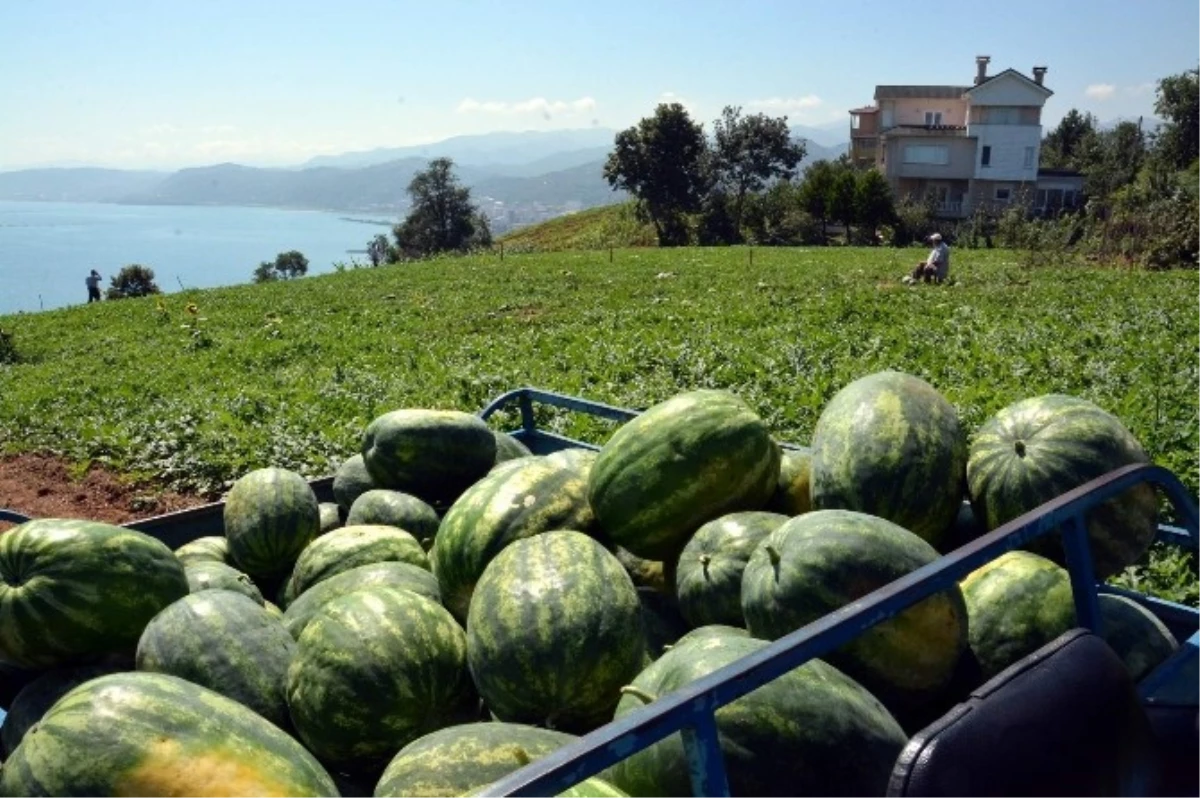 Trabzon\'da Milyonluk Villaların Yanı Başında Denize Sıfır Karpuz Tarlası