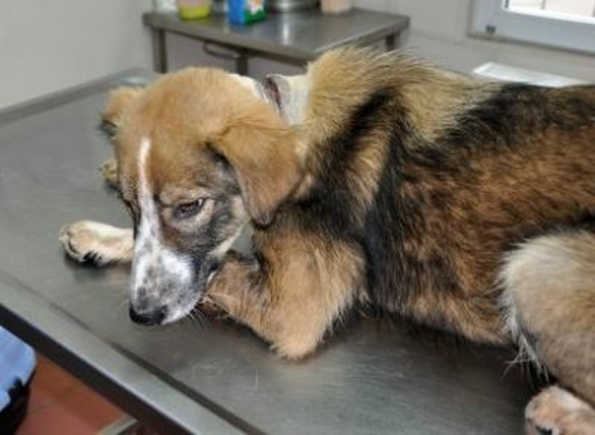 Yaralı Sokak Köpeği Tedavi Altına Alındı