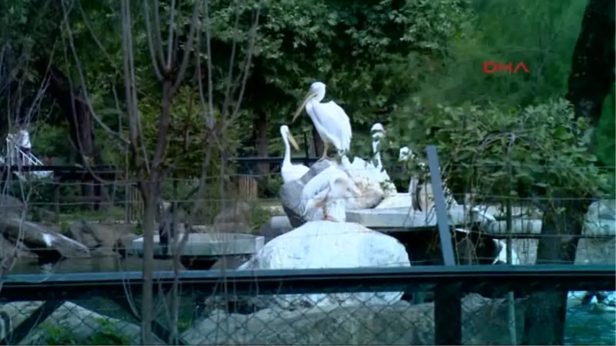 Bursa Hayvanat Bahçesine Almanya\'dan 2 Amur Kaplanı