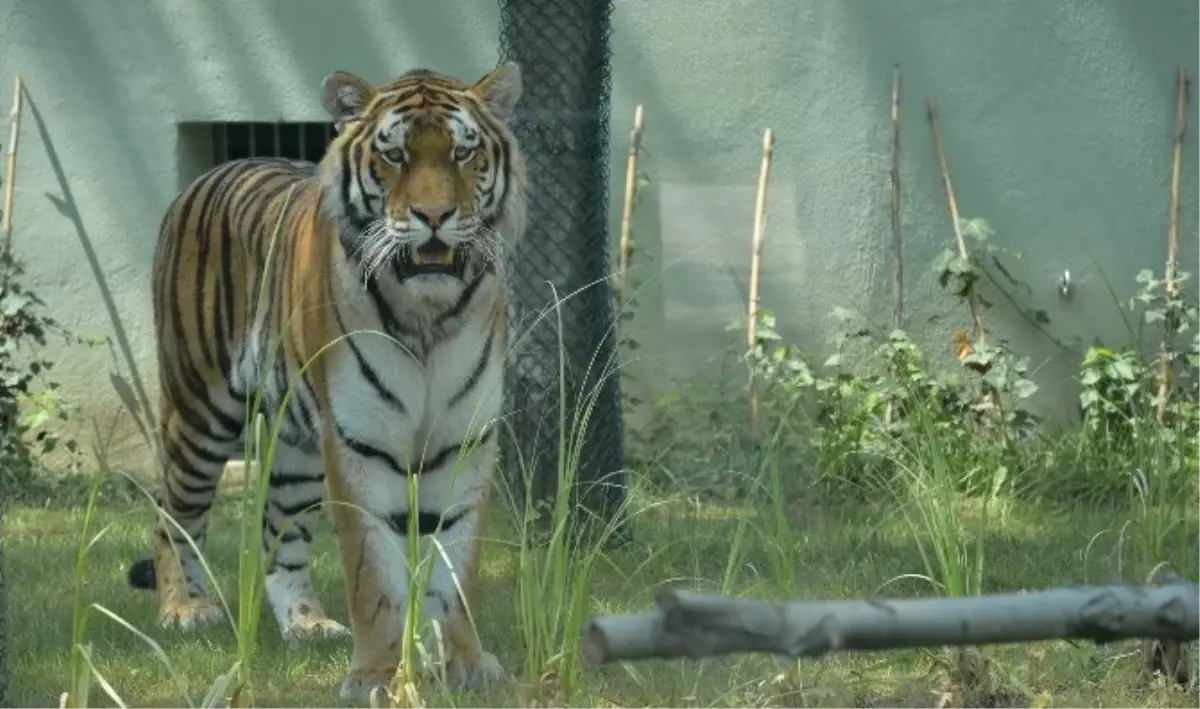 Bursa Zoo Parka İki Yeni Amur Kaplanı Geldi