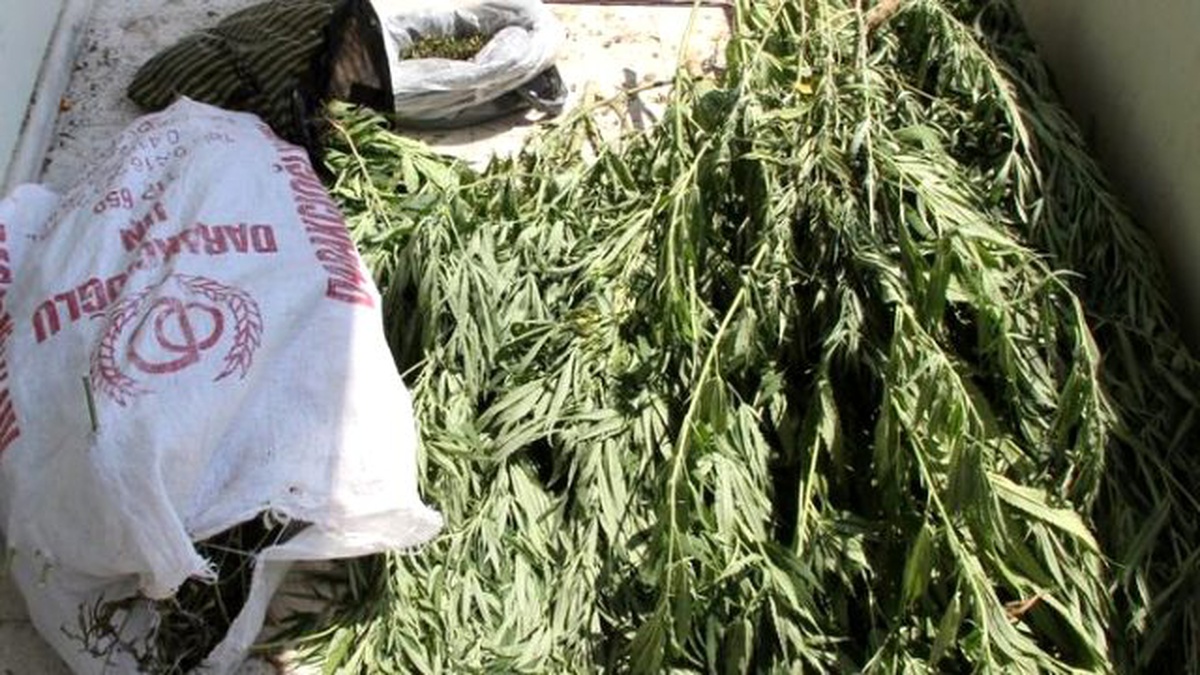 Çarşamba\'da 150 Kök Hint Keneviri ve 100 Gram Esrar Ele Geçirildi