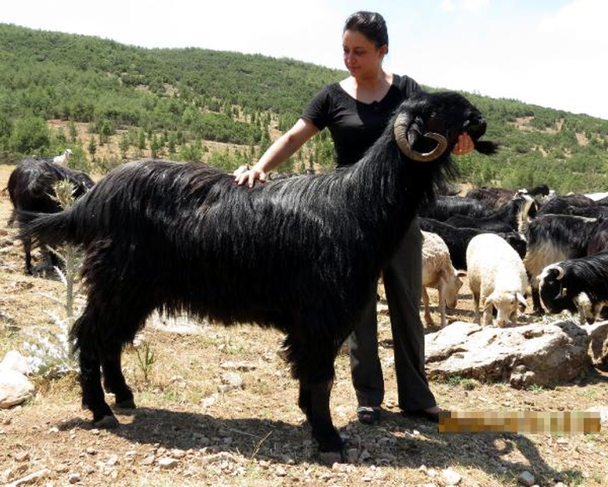 Dev Keçi Türü Araştırılıyor