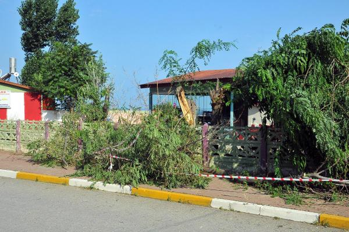 İnebolu\'da Fırtına Ağaçları Devirdi