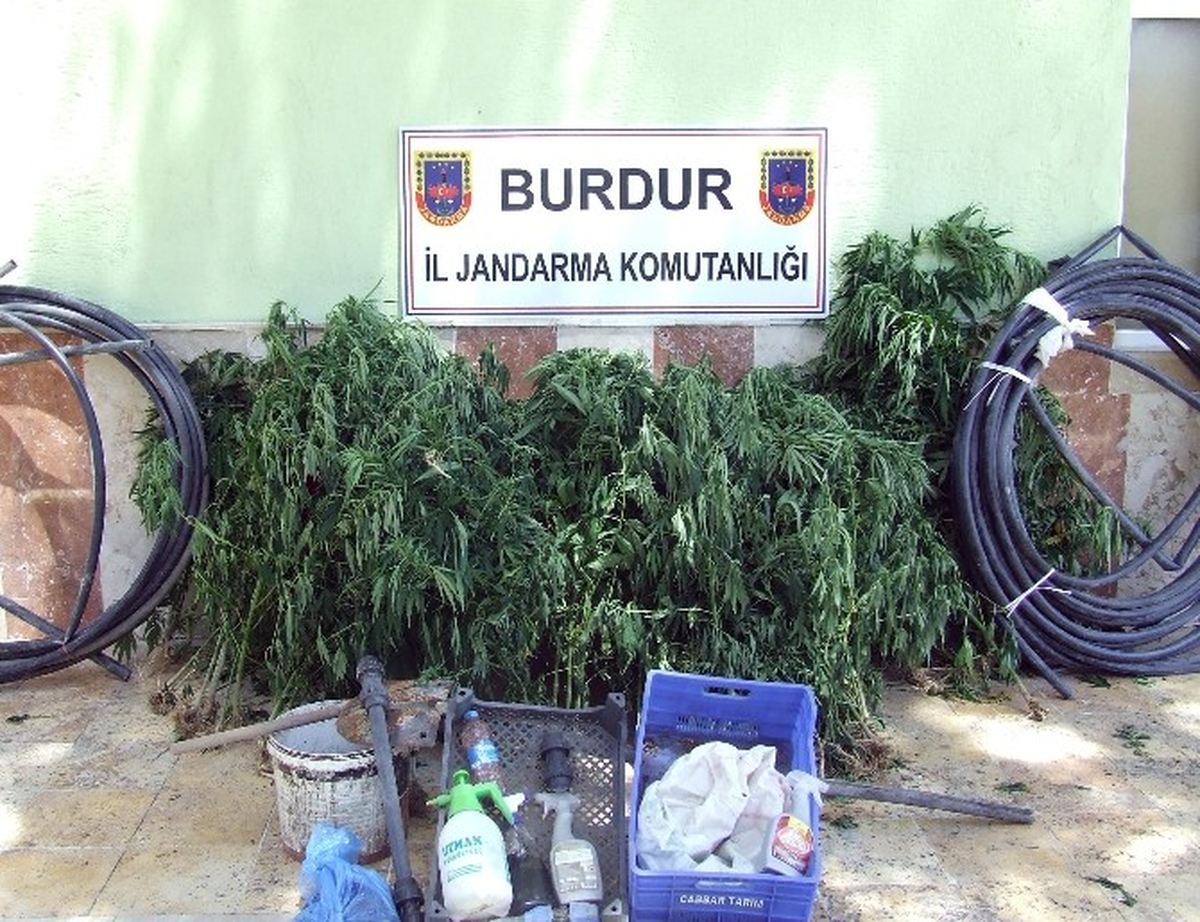 Burdur\'da Ormanlık Arazide 507 Kök Kenevir Ele Geçirildi